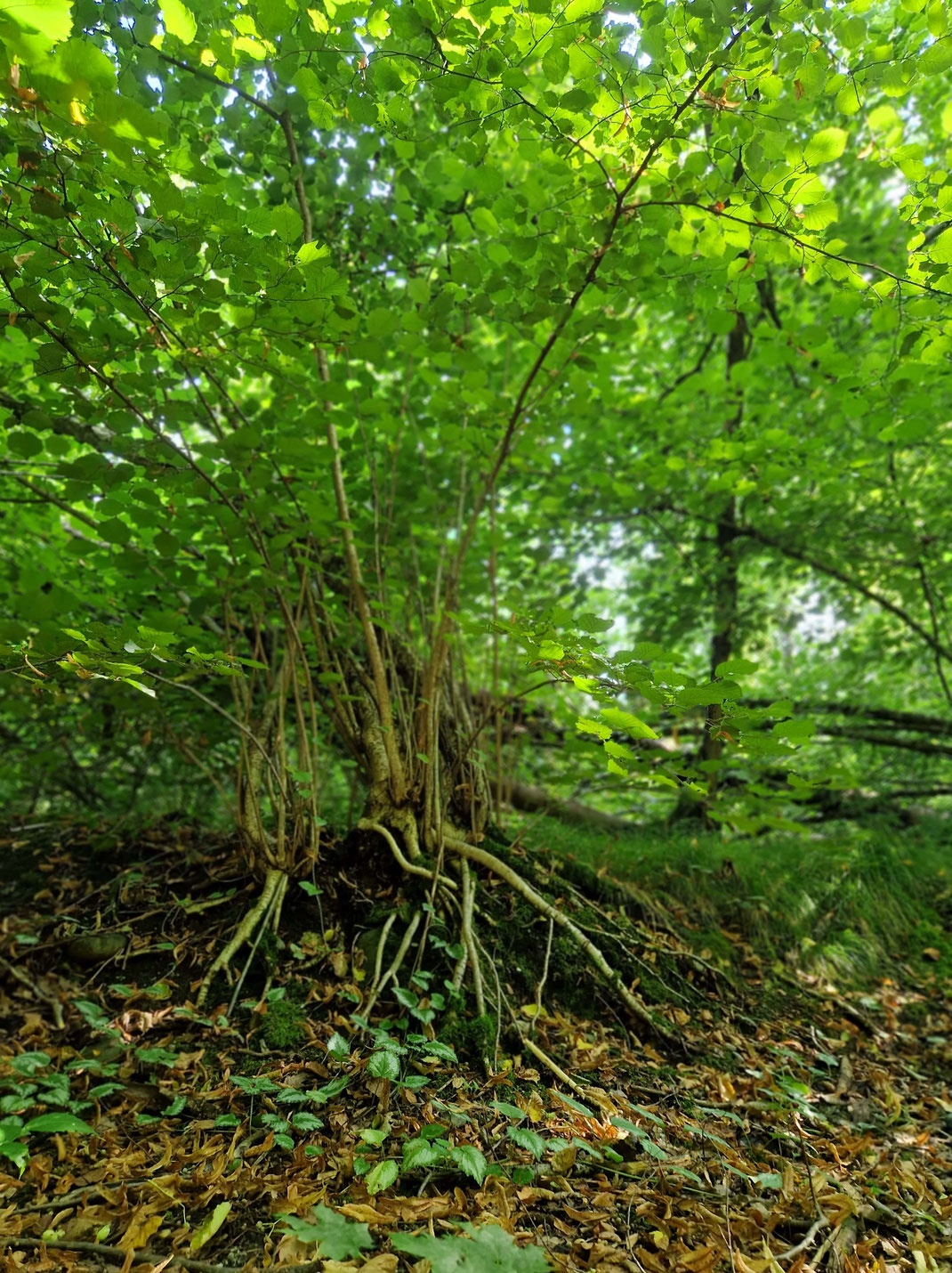 Haselstrauch mit sichtbaren Wurzeln