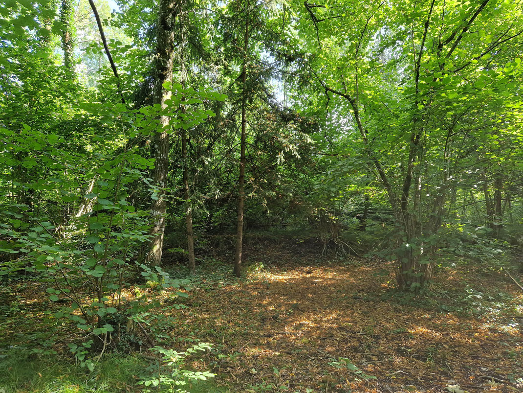 Behandlungsplatz im Wald, kleine Lichtung mit Lindenbaum und Haselstrauch.