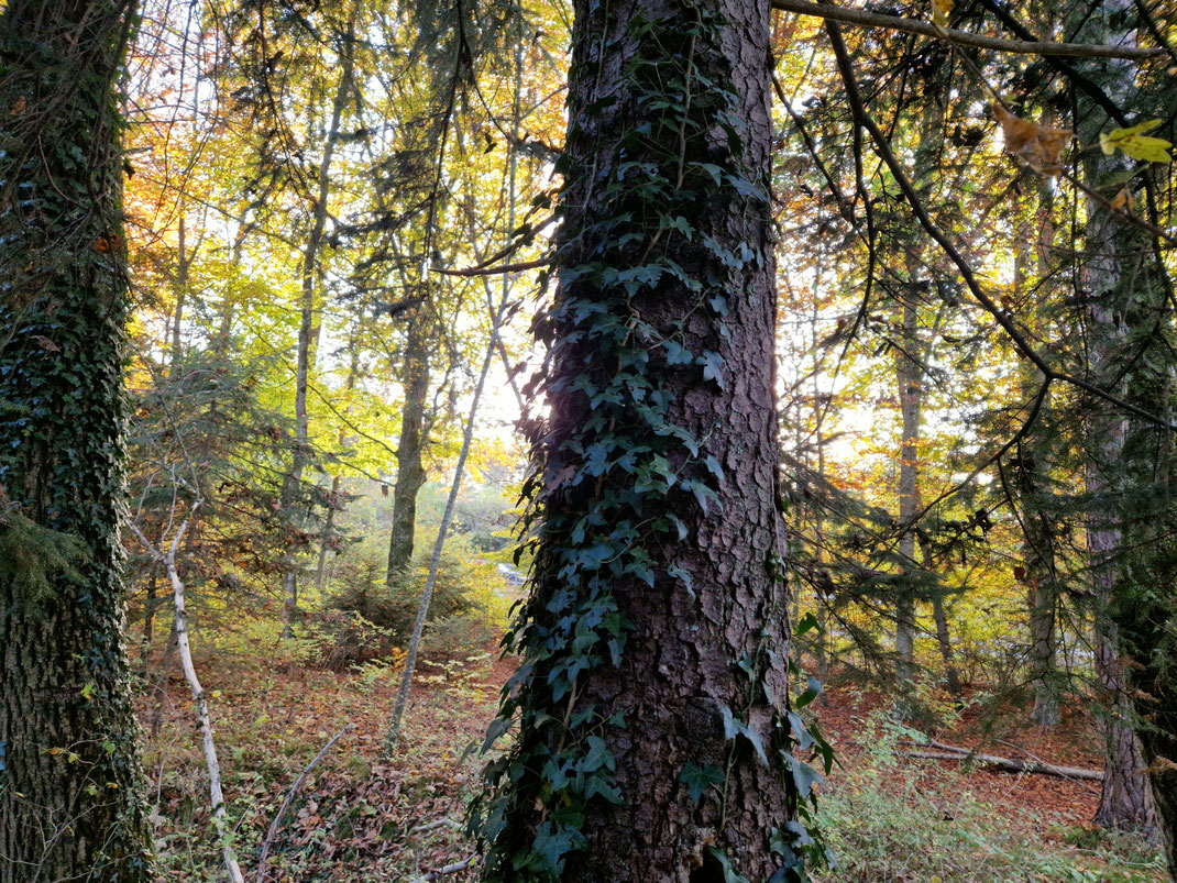 Der Wald spiegelt sich im Seerosenteich