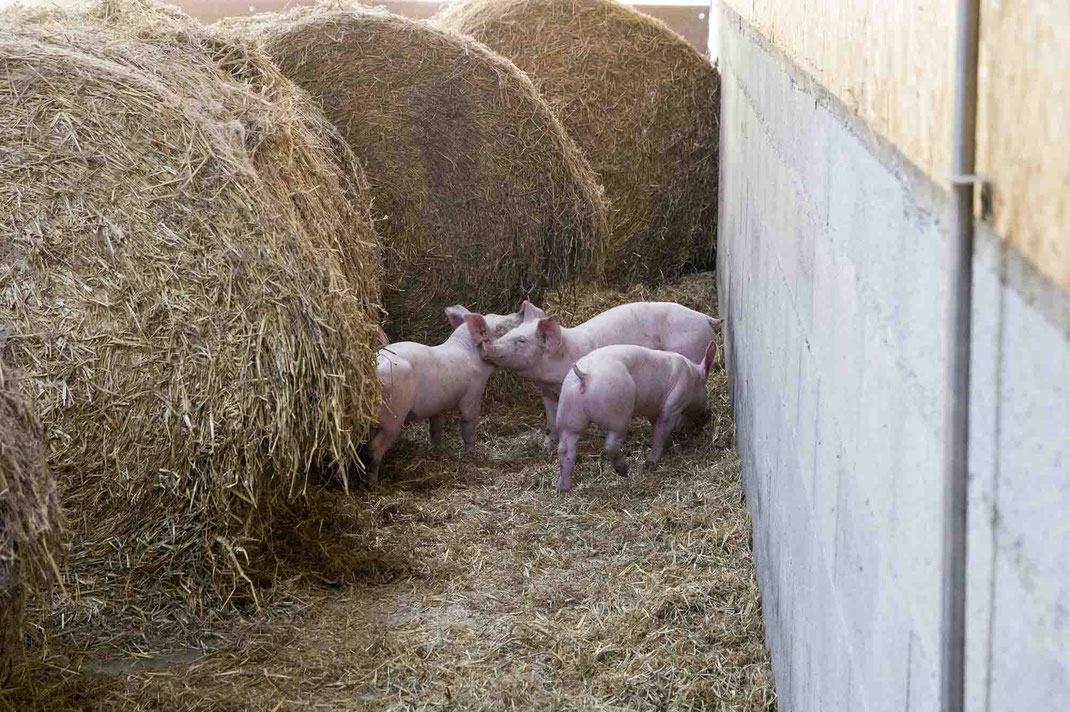 cochons sur paille ferme de la mare meslay lamballe Saint-brieuc cotes d'armor bretagne charcuterie ferme