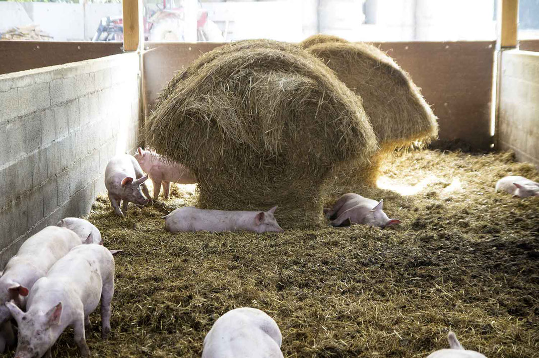 cochons sur paille ferme de la mare meslay lamballe Saint-brieuc cotes d'armor bretagne charcuterie ferme