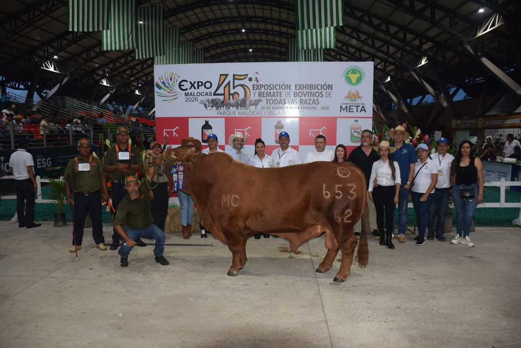Campeón Senior: Guamito Corvan 653-62 