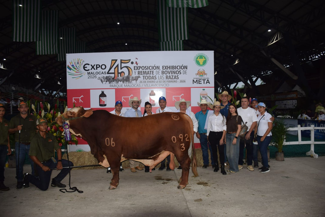 Campeón Adulto XII Exposición Nacional Beefmaster La Cumbre 092-3
