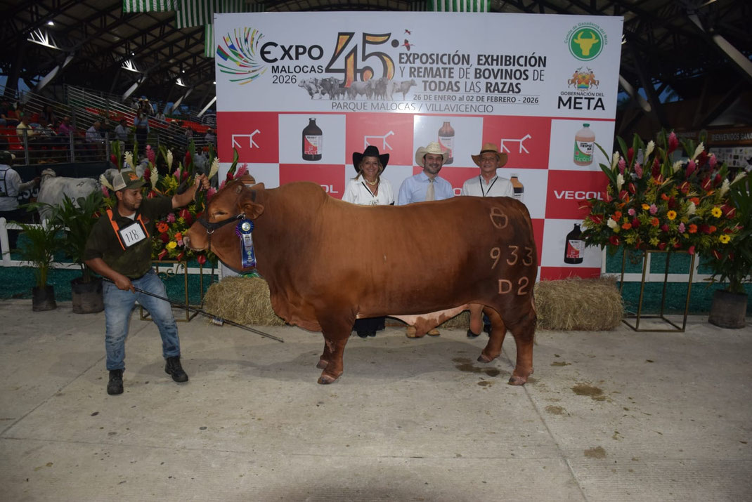 Campeón Senior Reservado: Santillana Eder 933-D2