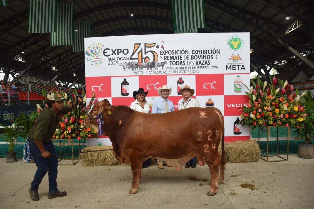 Campeón Joven XII EXPOSICIÓN NACIONAL BEEFMASTER  en el marco de 2026 La Esperanza Brooke 229-24
