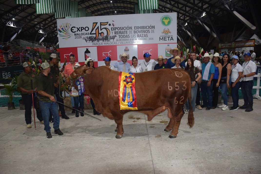 Gran Campeón XII EXPOSICIÓN NACIONAL BEEFMASTER 2026 en el marco de Expomalocas: Guamito Corvan 653-62