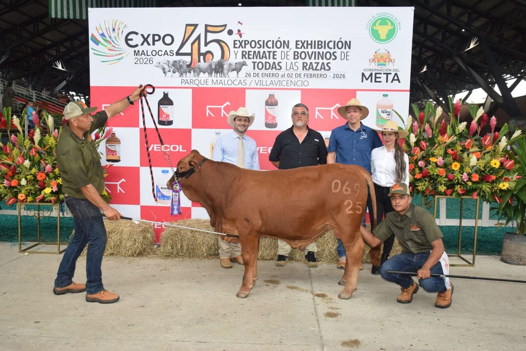 Campeón Ternero XII EXPOSICIÓN NACIONAL BEEFMASTER Expomalocas 2026