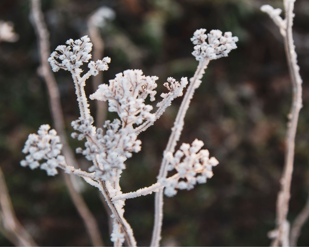 Frost ist eingekehrt und bedeckt die Pflanzen am Wegesrand