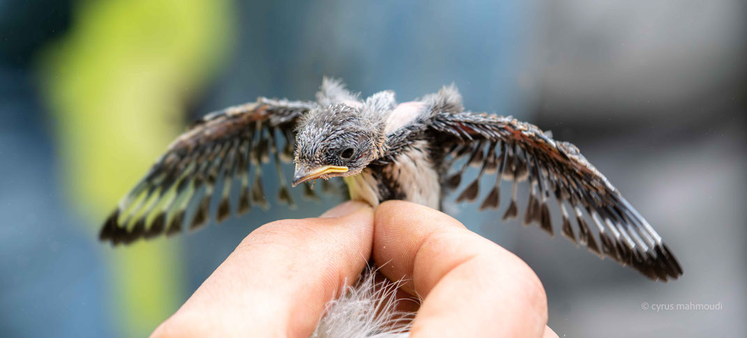 Junge Uferschwalbe, © Cyrus Mahmoudi