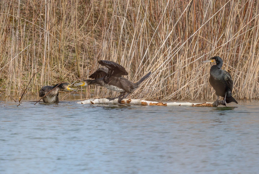 Kormorane an der Amper, © Cyrus Mahmoudi