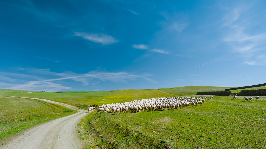 On the way to Fuente de Cantos, Extremadura, Spain