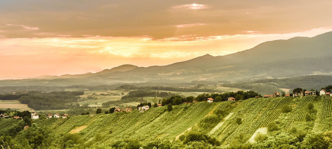 Vineyards at East Zagorje, Croatia