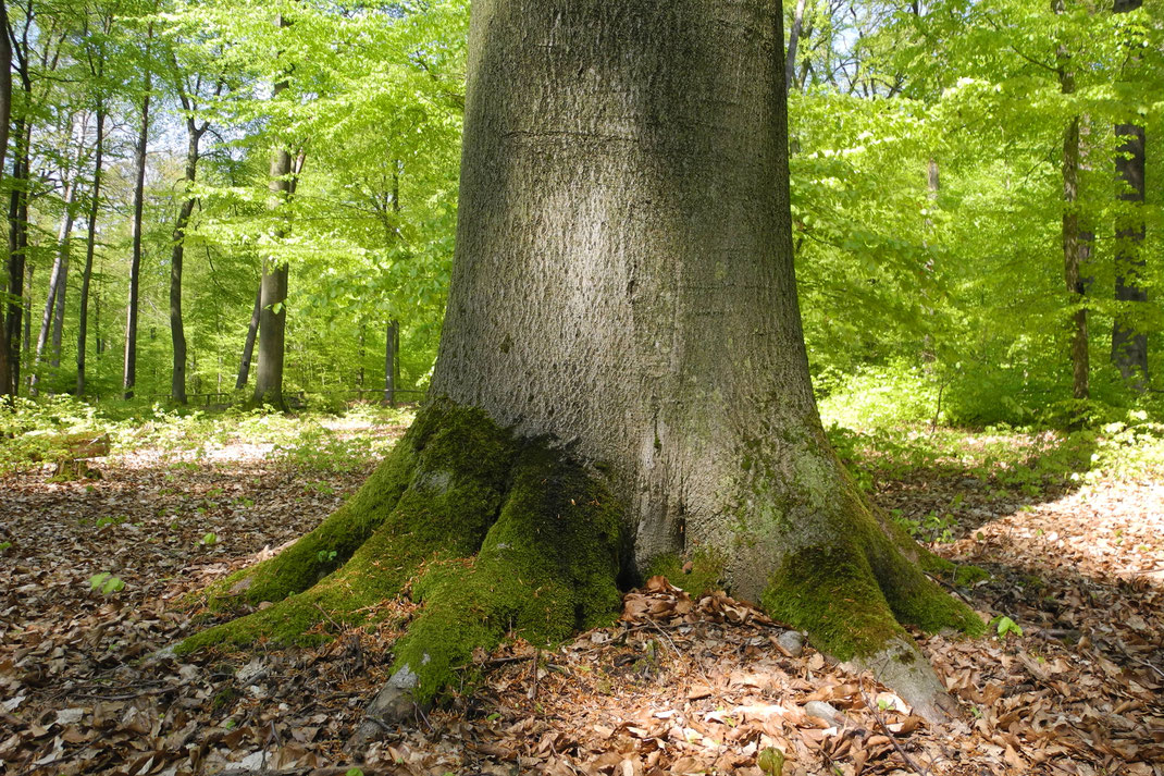 Rhein-Pfalz freier Redner Rhein-Pfalz-Kreis, Ludwigshafen Trauerredner Speyer, Frankenthal, Schifferstadt, Trauerredner Mutterstadt, Maxdorf Trauerredner Limburgerhof, Römerberg-Dudenhofen,