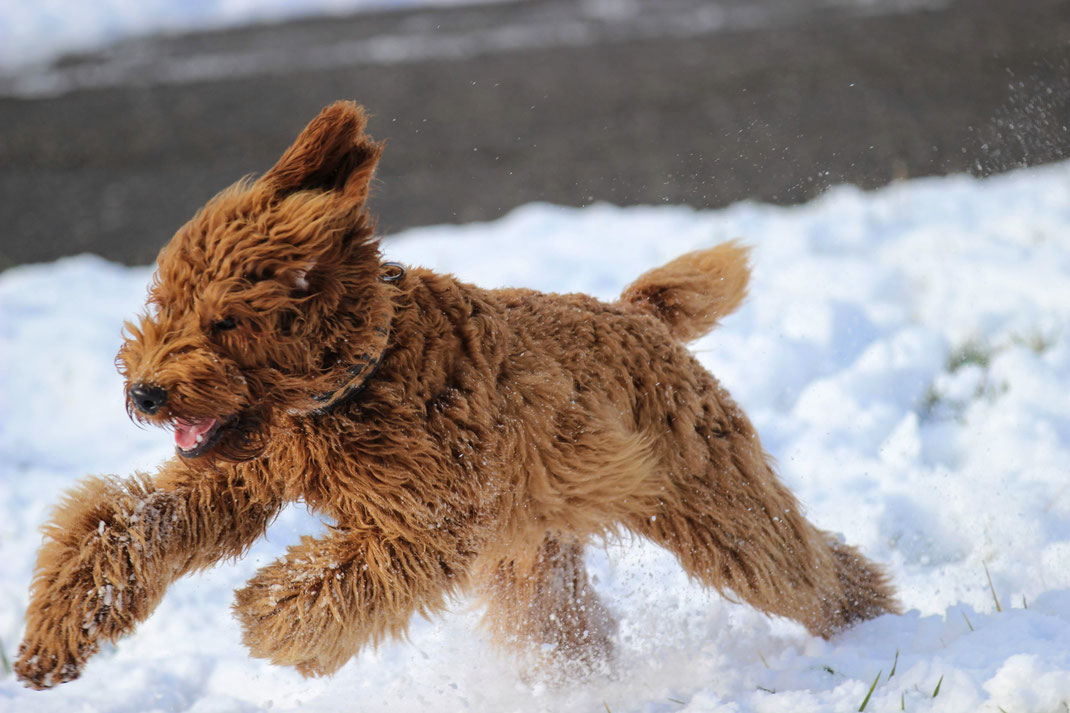 Swiss Jurassic Australian Cobberdogs 