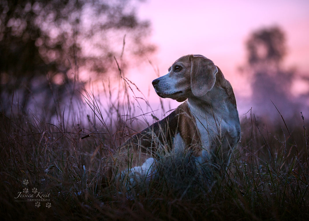 Hundefotografie Beagle im Sonnenaufgang