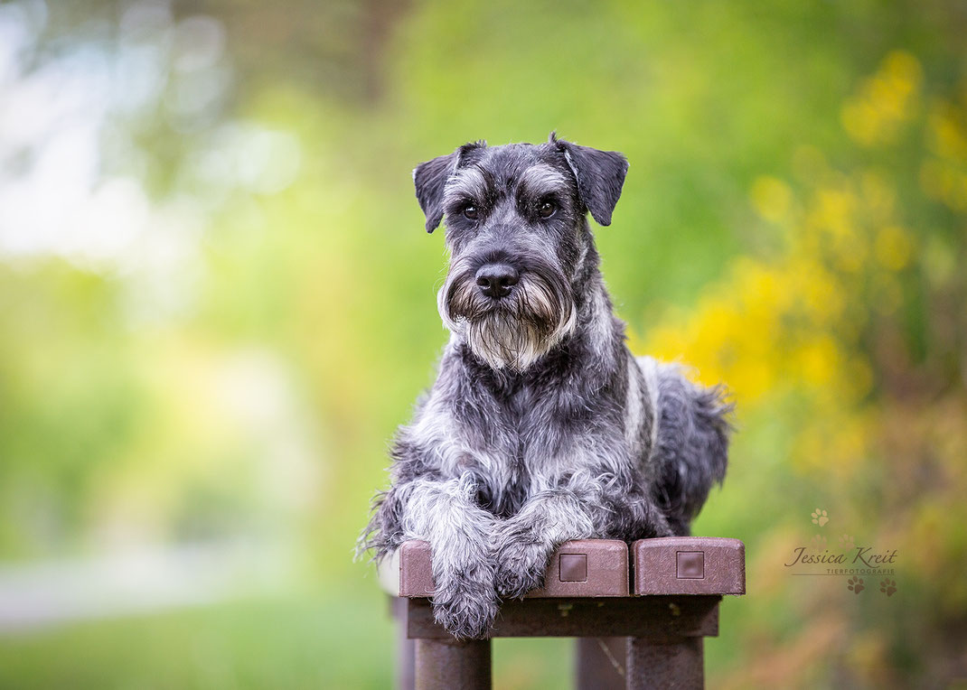 Hundefotografie Mittelschnauzer Pfeffer und Salz im Portrait