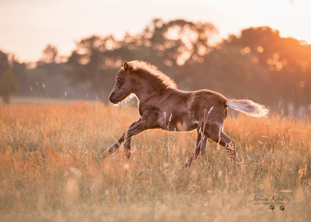 Pferdefotografie Fohlen Shettland Pony im Galopp im Sonnenaufgang