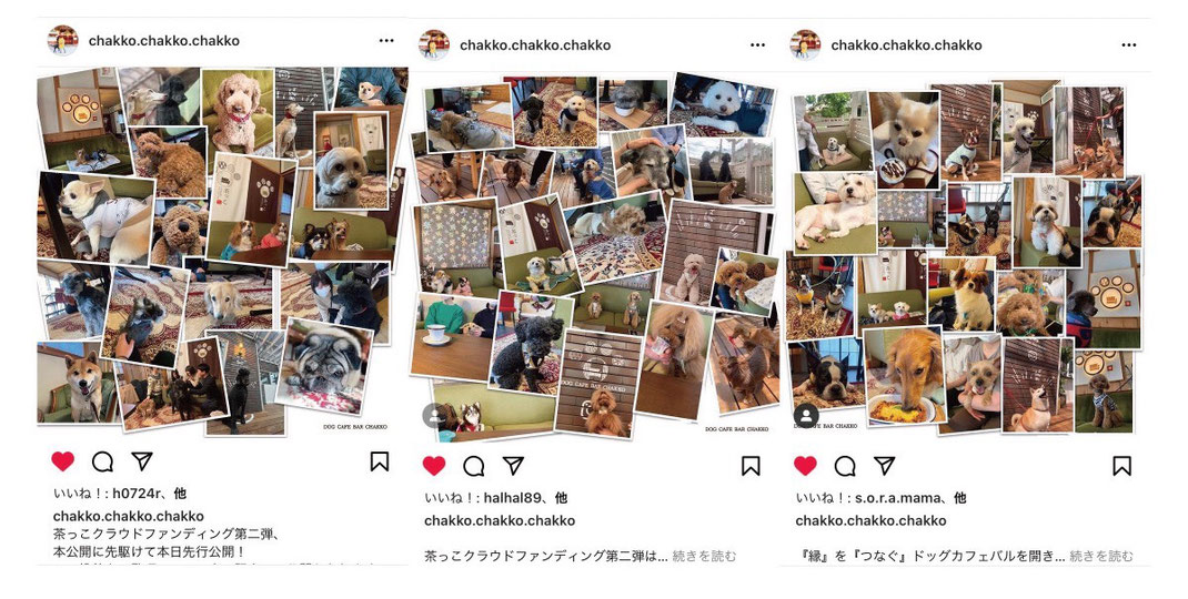 インスタ　カフェ　ドッグカフェ　犬