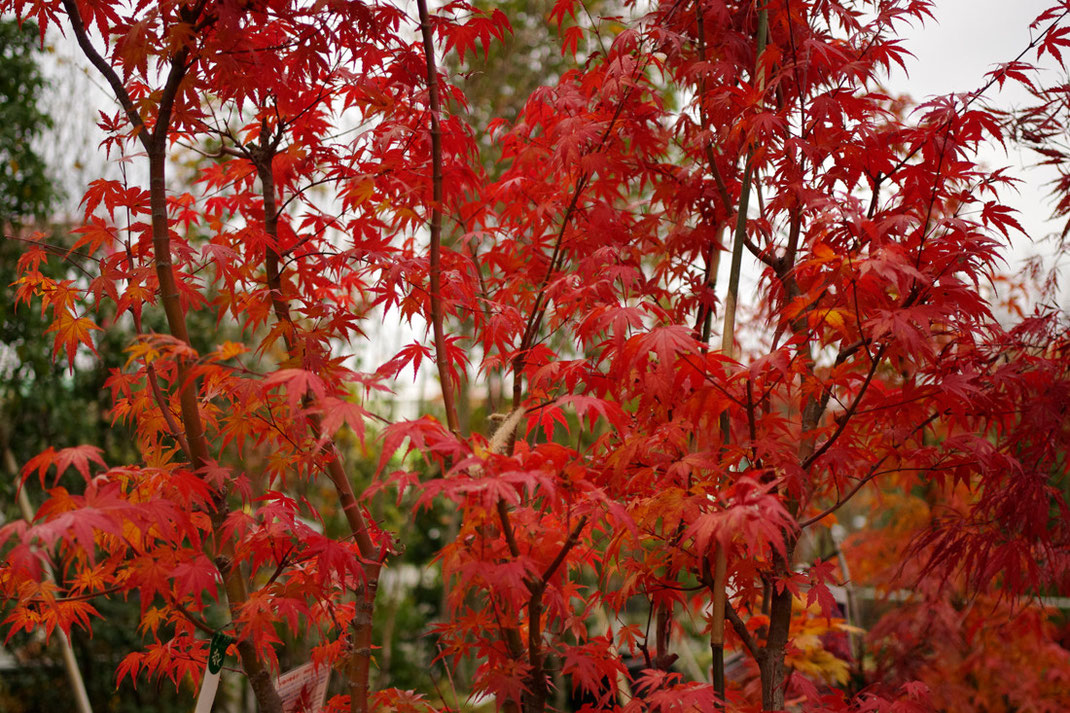 植木売り場も 紅葉してます 協 川口園芸販売