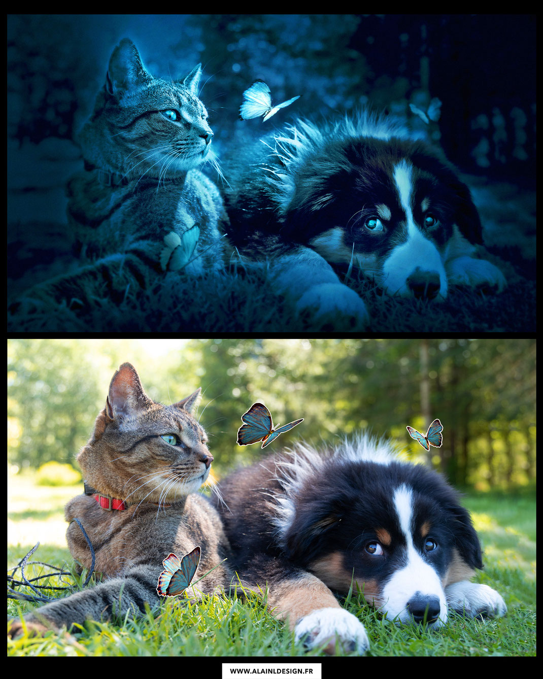 Rencontre chat et chien et papillons - Photomontage