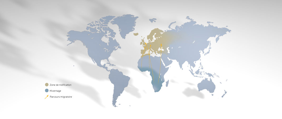 carte migration hirondelle rustique