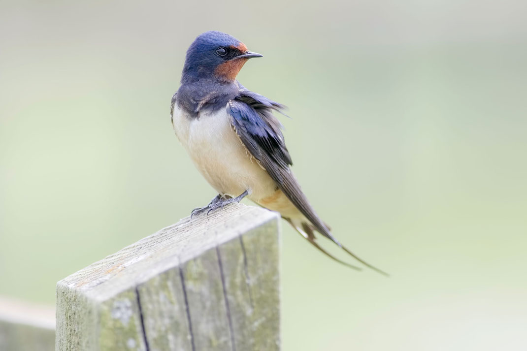 hirundo rustica