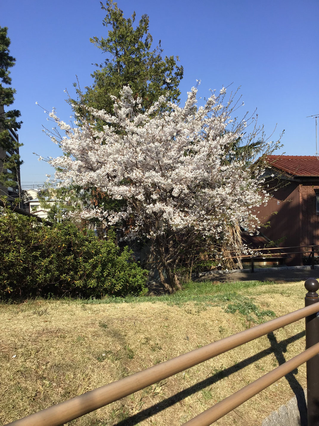 鵜の木松山公園登道中腹