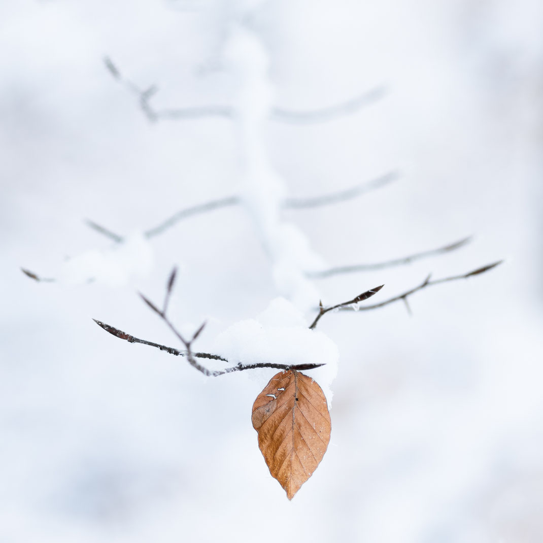 The leaf [100 mm / f3.2 / ISO 100 / 1/200 sec.]