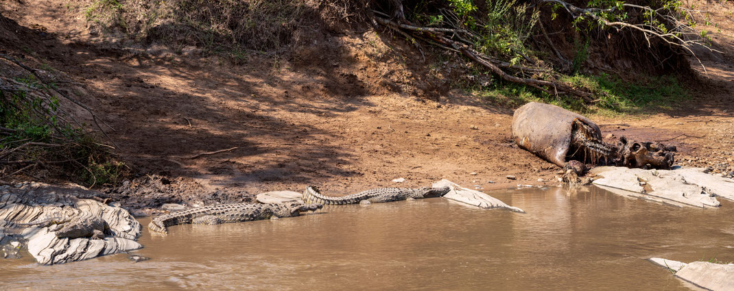 Hippo-Panoramic [200 mm / f13 / ISO 64 / 1/30 sec.]