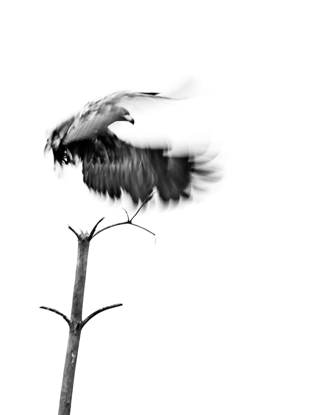 Ghost of the moor [600 mm / f5.3 / ISO 100 / 1/50 Sek.]