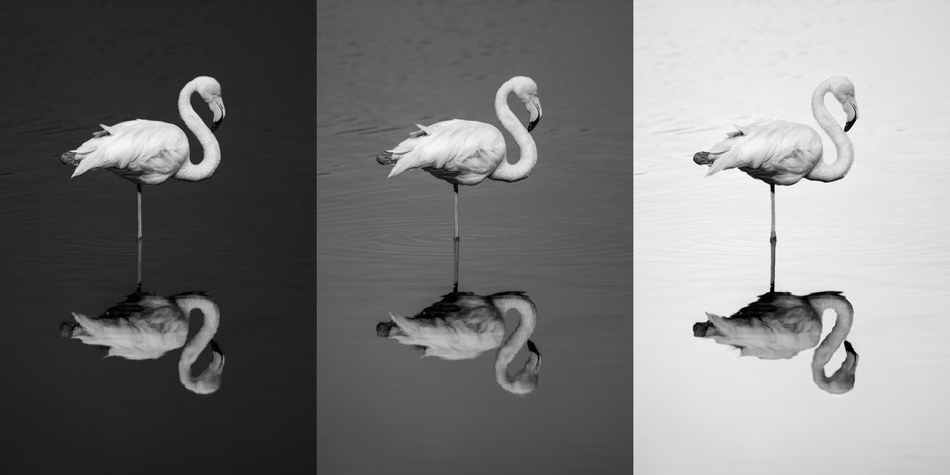 Zwillbrocker Venn Flamingos