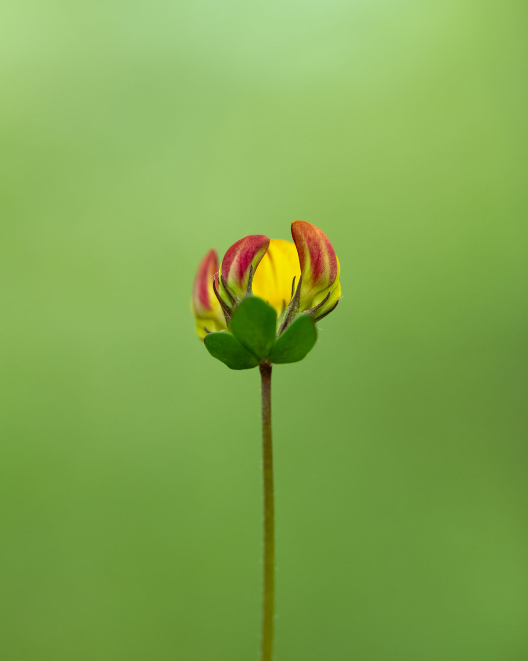 Lonely bloomfell [100 mm / f5.6 / ISO 250 / 1/200 sec.]