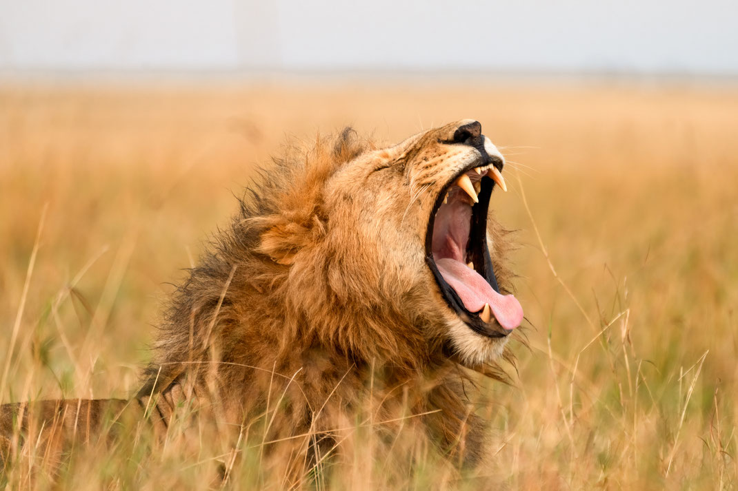 Well roared lion! [440 mm / f5.6 / ISO 800 / 1/250 sec.]