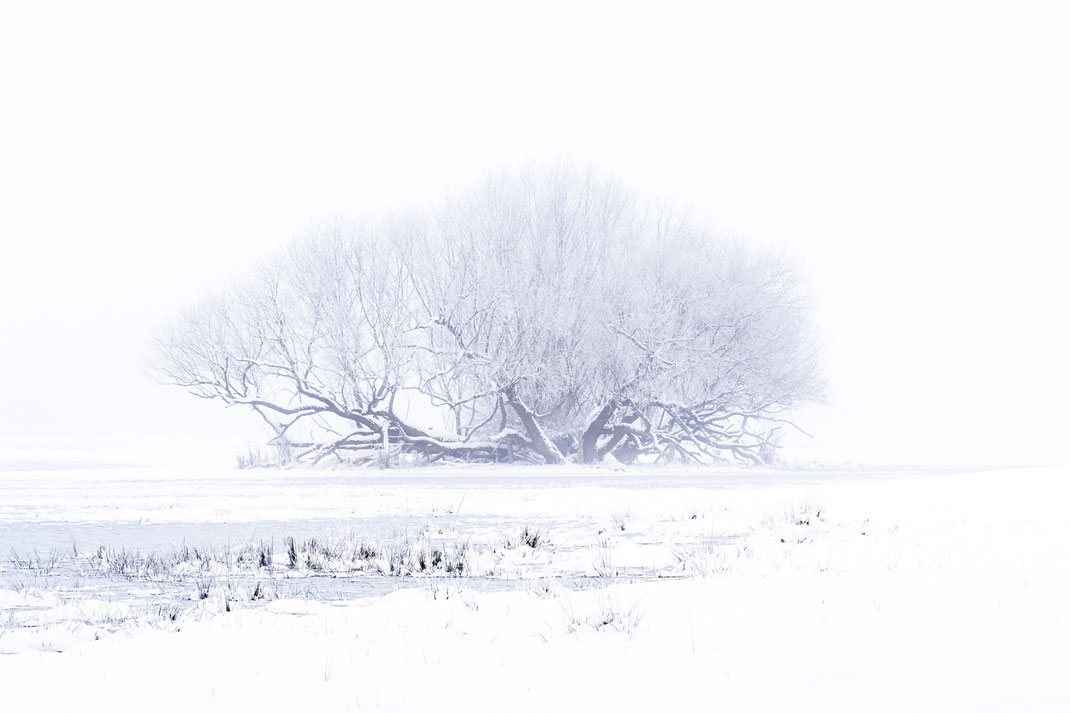 Winter willow [100 mm / f11 / ISO 100 / 1/25 sec.]