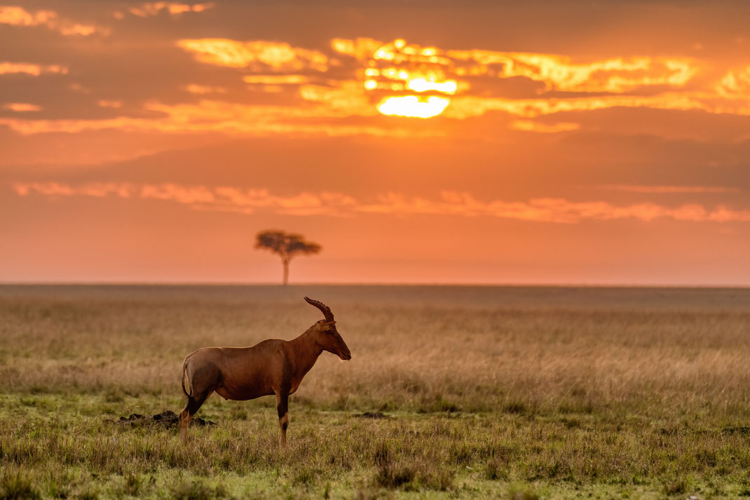 Serengeti sassaby at sunrise - Damaliscus jimela (Matschie, 1892) - HDR of 3 exposures [450 mm / f8 / ISO 400 / 1/640 sec. +  1/160 sec + 1/40 sec.]