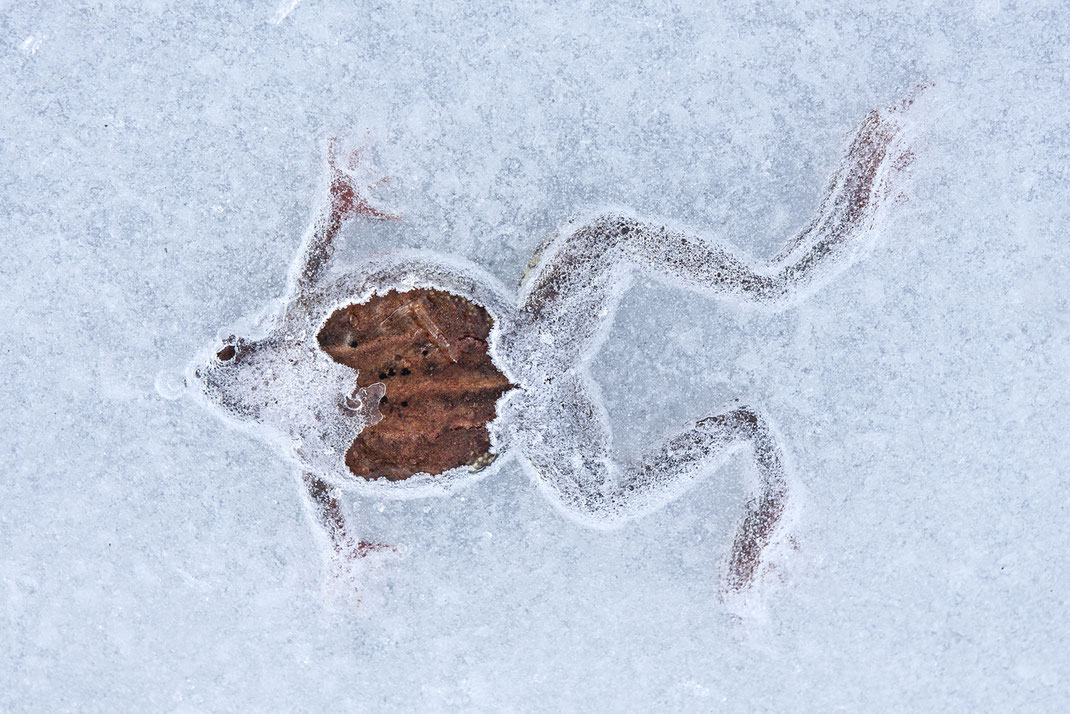 Frozen Frog