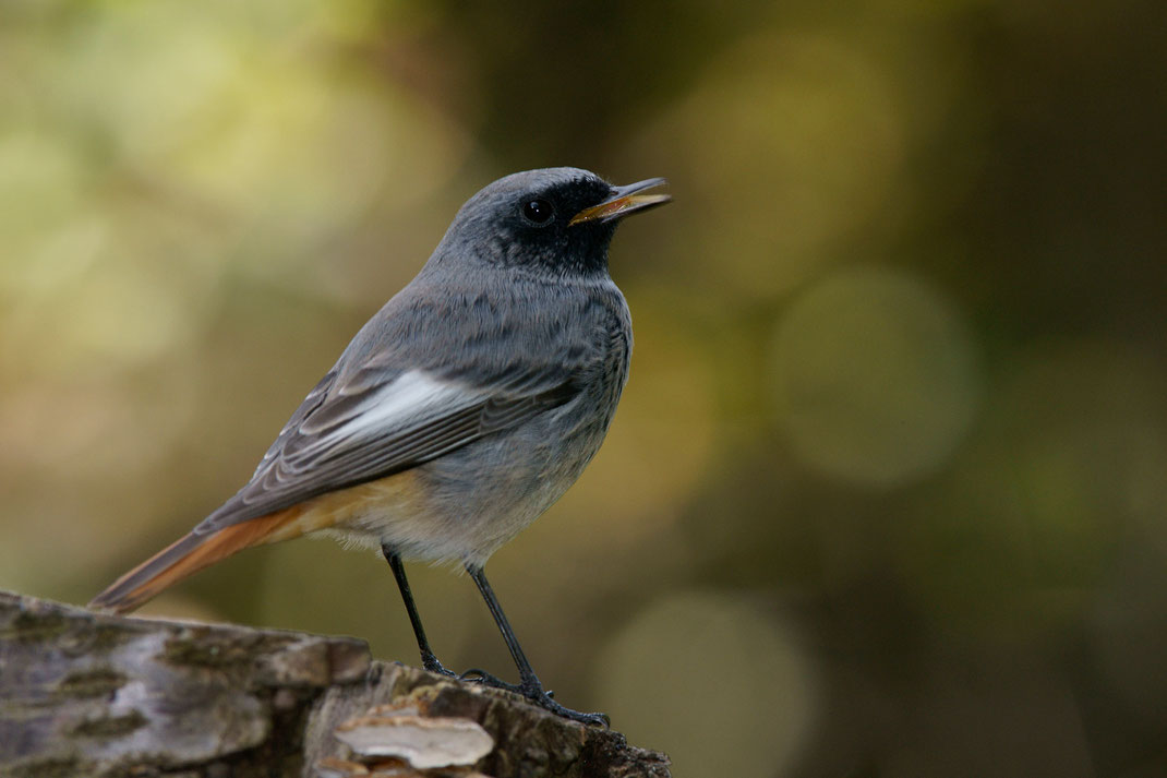 Der Hausrotschwanz ist der Vogel des Jahres 2025 @Rosl Rößner