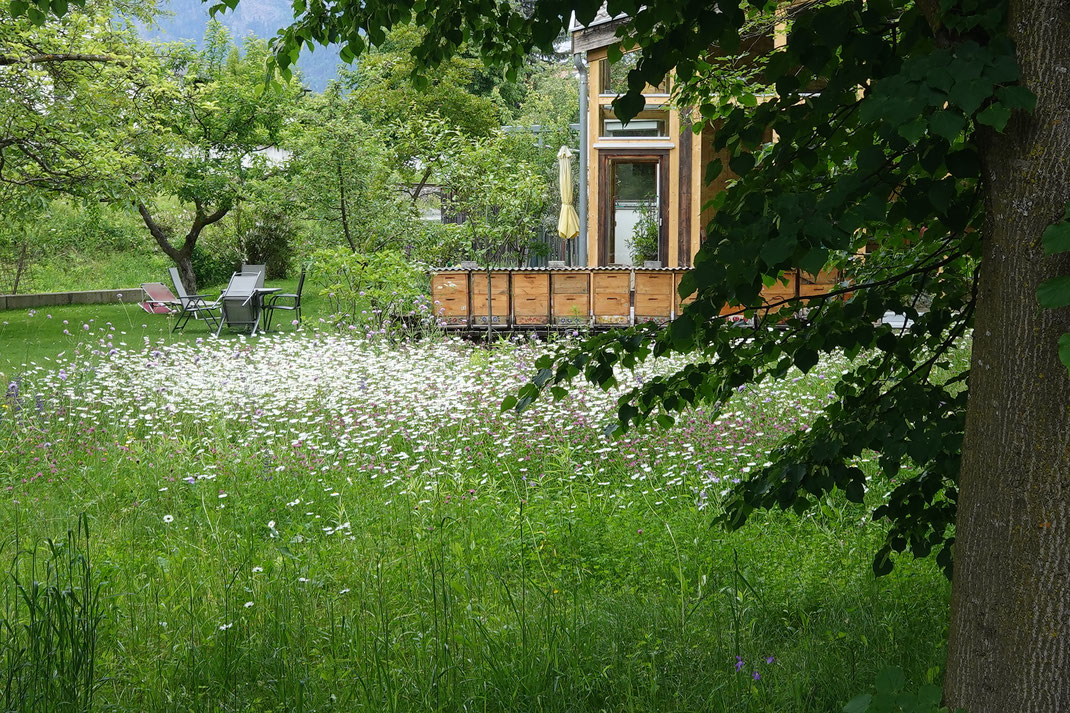 Gleich zu beginn: Ein wunderschöner Bienengarten am Drau-Ufer.