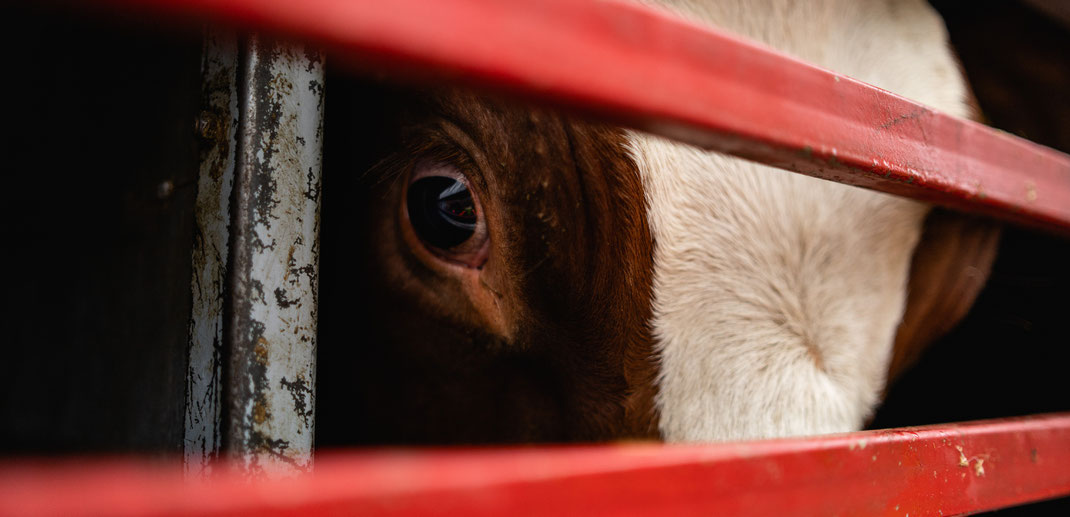 Georg Hoos Photography | The Save Movement Sandy P.Peng Blog