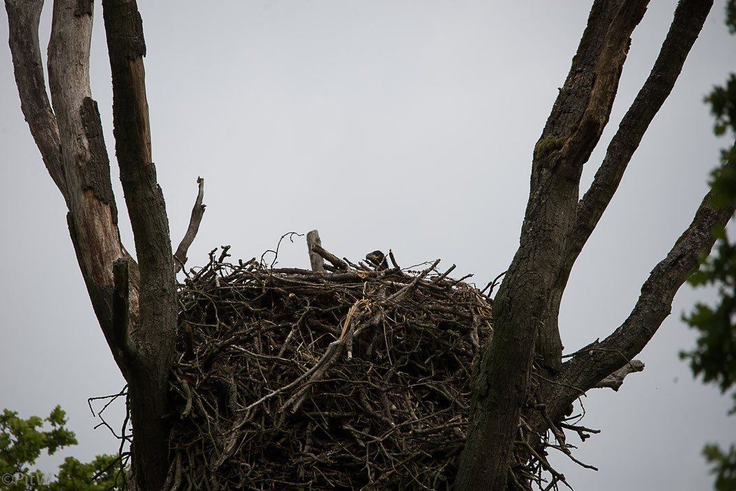 Ein junger Seeadler schaut über den Horstrand. 2 Geschwister sind gerade nicht zu sehen. 