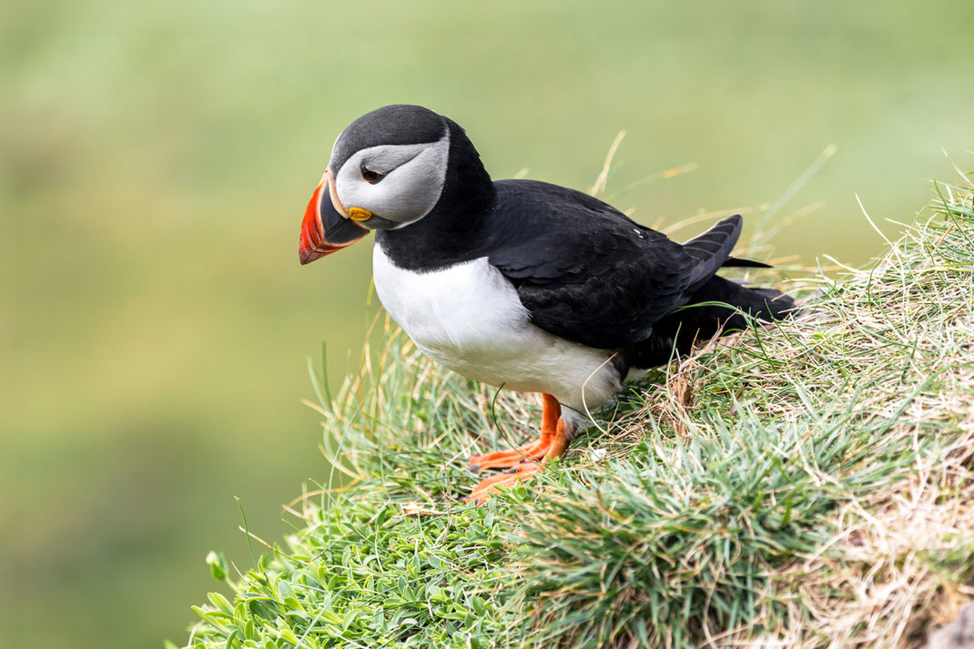 Puffin