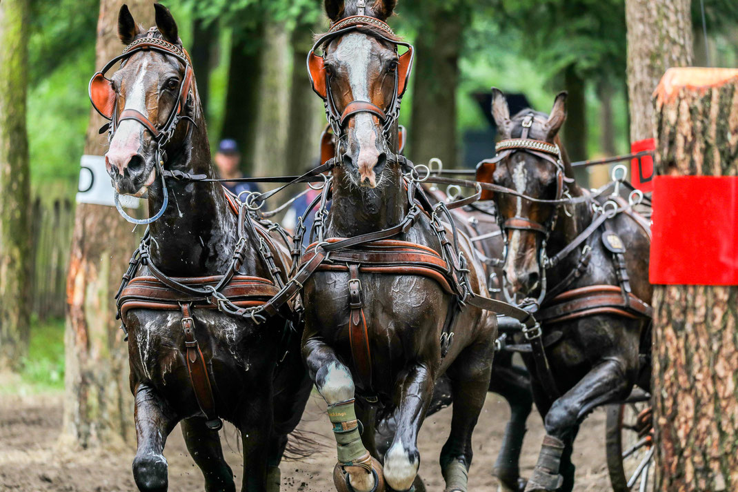 Four in hand - CAI Beekbergen