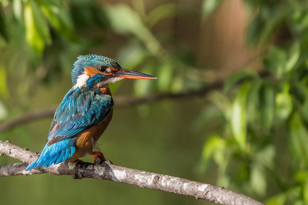 IJsvogel Ruige hof 2019