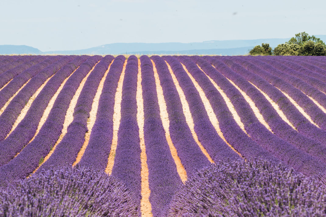 Lavendel fields at Valensole - France