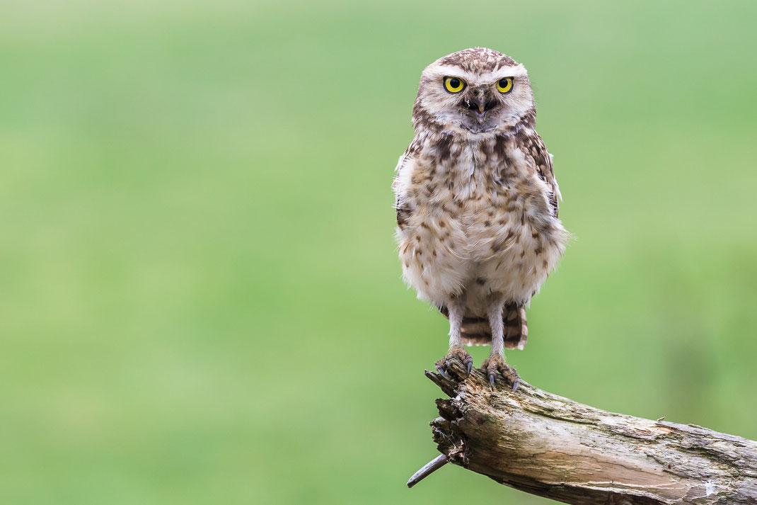 Roofvogelfotografie workshop Diessen 2019