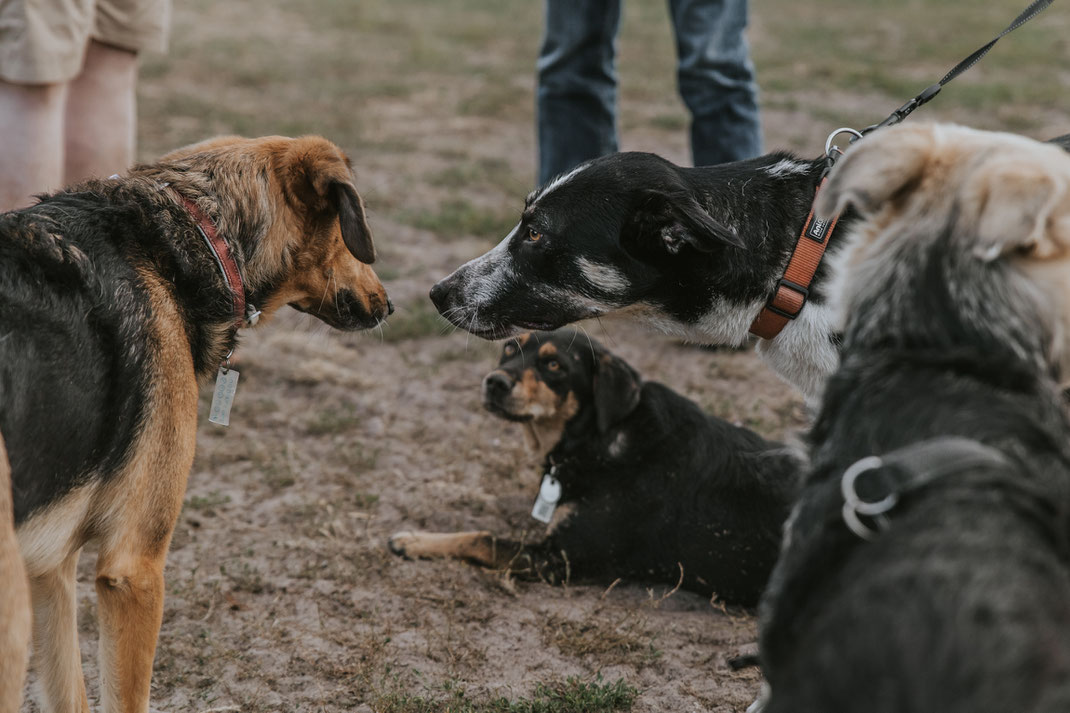 authentische Hundfotos Streunertreffen im Erpetal des Tierschutzverein Streunerhilfe Bulgarien e.V. Hundefotografie Berlin Tierfotografie Fotografin Erfahrungsbericht Auslandstierschutz Hunde aus dem Ausland Bulgarien Stoeyteller aus Berlin