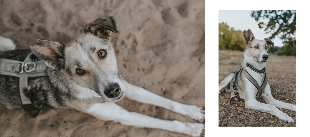 authentische Hundfotos Streunertreffen im Erpetal des Tierschutzverein Streunerhilfe Bulgarien e.V. Hundefotografie Berlin Tierfotografie Fotografin Erfahrungsbericht Auslandstierschutz Hunde aus dem Ausland Bulgarien Stoeyteller aus Berlin