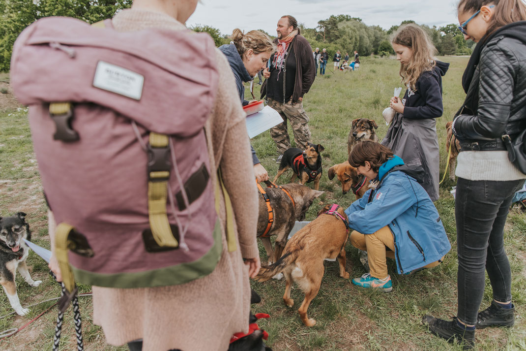 Berlin mit Hund Hauptstadt Spaziergang Erpetal Berlin Hoppegarten Gruppenbild Streunerhilfe Bulgarien e.V. Hundefotografie Berlin Tierfotograf Brandenburg authentische Reportage