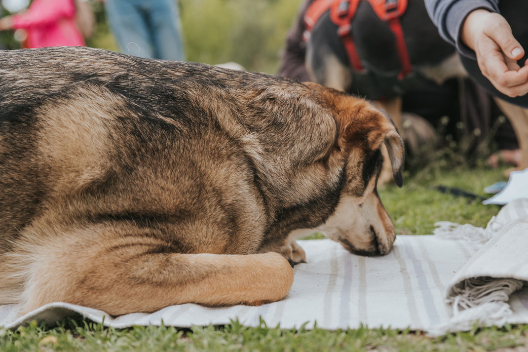 Suchspiel draußen für Hund Erpetal Berlin Hoppegarten Gruppenbild Streunerhilfe Bulgarien e.V. Hundefotografie Berlin Tierfotograf Brandenburg authentische Reportage