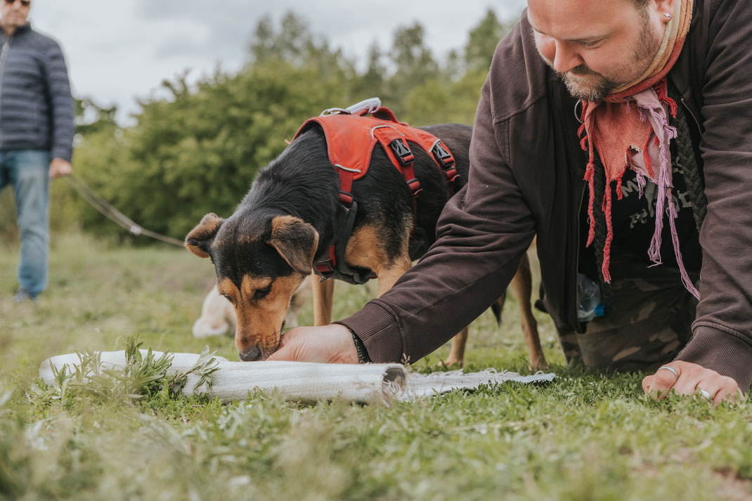 Suchspiel für Hund mit Teppich Erpetal Berlin Hoppegarten Gruppenbild Streunerhilfe Bulgarien e.V. Hundefotografie Berlin Tierfotograf Brandenburg authentische Reportage